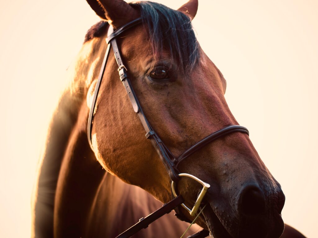 Filet d'équitation adapté